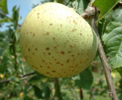 Burning Green Fruit Burning Green Fruit