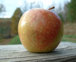 Cannon Pearmain Fruit Cannon Pearmain Fruit