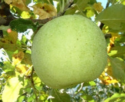 Carolina Pippin Fruit