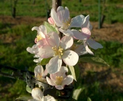 Cherryville Black Bloom Cherryville Black Bloom