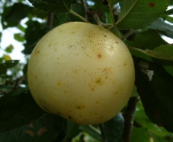 Clara's Creek Apple Fruit