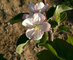 Cotton Sweet Bloom