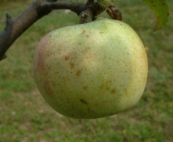 Cotton Sweet Fruit