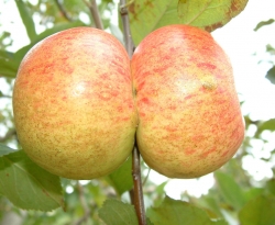 Cranberry of North Georgia Fruit Cranberry of North Georgia Fruit