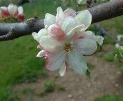 Crimson King Bloom Crimson King Bloom