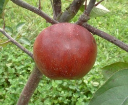 Crimson King Fruit