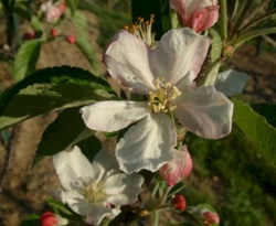 Criterion Bloom Criterion Bloom