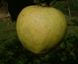 Criterion Fruit Criterion Fruit