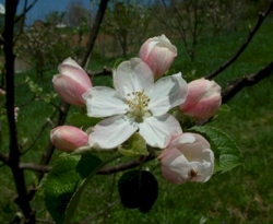 Crow Egg Bloom Crow Egg Bloom