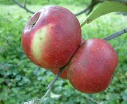 Crow Egg Fruit Crow Egg Fruit