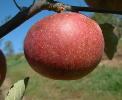 Dabinett Fruit Dabinett Fruit