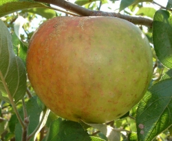 Deaderick Fruit Deaderick Fruit