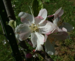 Detroit Red Bloom Detroit Red Bloom