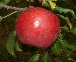 Detroit Red Fruit