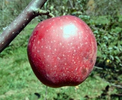 Dixie Red Delight Fruit