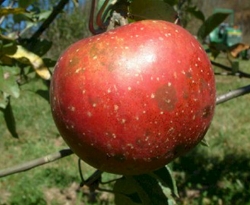 Domine Fruit Domine Fruit