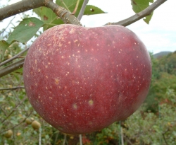 Dula Beauty Fruit