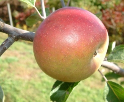 Dunkerton Late Sweet Fruit Dunkerton Late Sweet Fruit