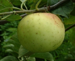 Early Harvest Fruit