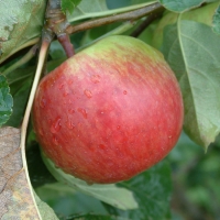 Early Strawberry