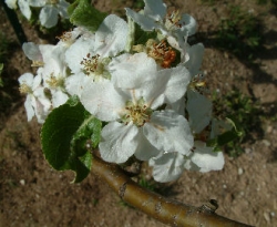 Esopus Spitzenburg Bloom