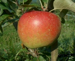 Esopus Spitzenburg Fruit Esopus Spitzenburg Fruit