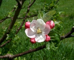 Fallawater Bloom Fallawater Bloom
