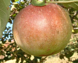 Fallawater Fruit