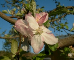 Fox Bloom Fox Bloom
