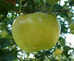 Fox Fruit Fox Fruit