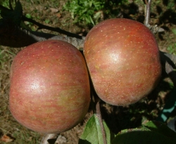 Gilpin Fruit