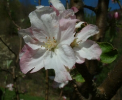 Gloria Mundi Bloom Gloria Mundi Bloom