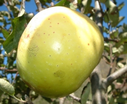 Gloria Mundi Fruit