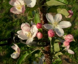 Golden Delicious Bloom