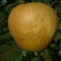 Golden Delicious Golden Delicious