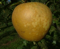 Golden Delicious Fruit Golden Delicious Fruit