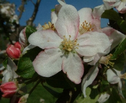 Golden Pearmain Bloom Golden Pearmain Bloom