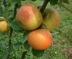 Golden Pearmain Fruit Golden Pearmain Fruit