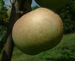 Golden Reinette Fruit Golden Reinette Fruit