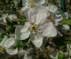 Golden Sweet Bloom