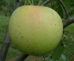Golden Sweet Fruit Golden Sweet Fruit