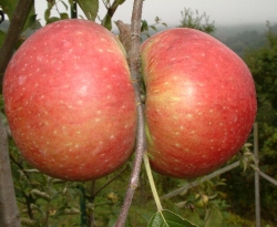Gragg Fruit