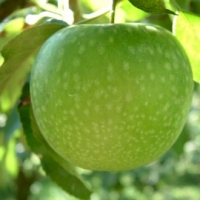 Granny Smith Granny Smith