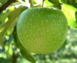 Granny Smith Fruit Granny Smith Fruit