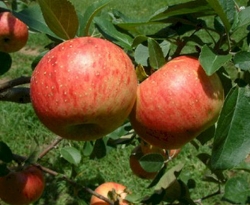 Cranberry Pippin Fruit Cranberry Pippin Fruit