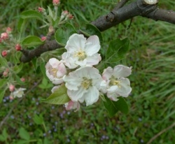 Doctor Matthews Bloom Doctor Matthews Bloom