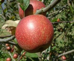 Doctor Matthews Fruit Doctor Matthews Fruit