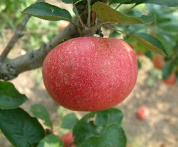 Early Joe Fruit Early Joe Fruit