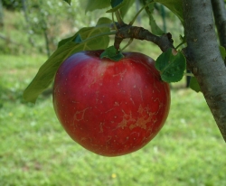 Early Redbird Fruit Early Redbird Fruit