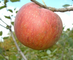 Fall Limbertwig Fruit Fall Limbertwig Fruit